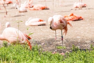 Parkta pembe flamingolar