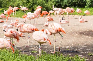 pembe flamingolar grubu