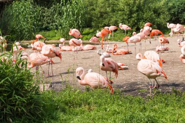 Parkta pembe flamingolar