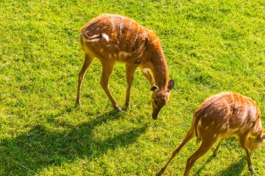Genç Karaca geyikler çayır üzerinde. Hayvanat Bahçesi, vahşi hayvanlar ve memeli kavramı