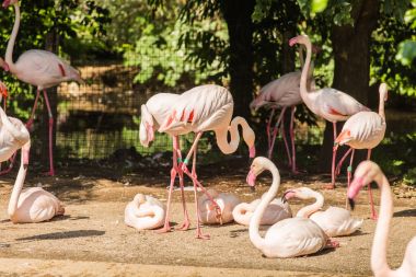 Parkta pembe flamingolar