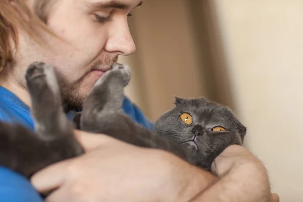 Ιδιοκτήτη και το κατοικίδιο ζώο ιδέα - νέος άνθρωπος που κρατά ένα γκρι Σκωτίας Διπλώστε γάτα γκρο πλαν — Φωτογραφία Αρχείου