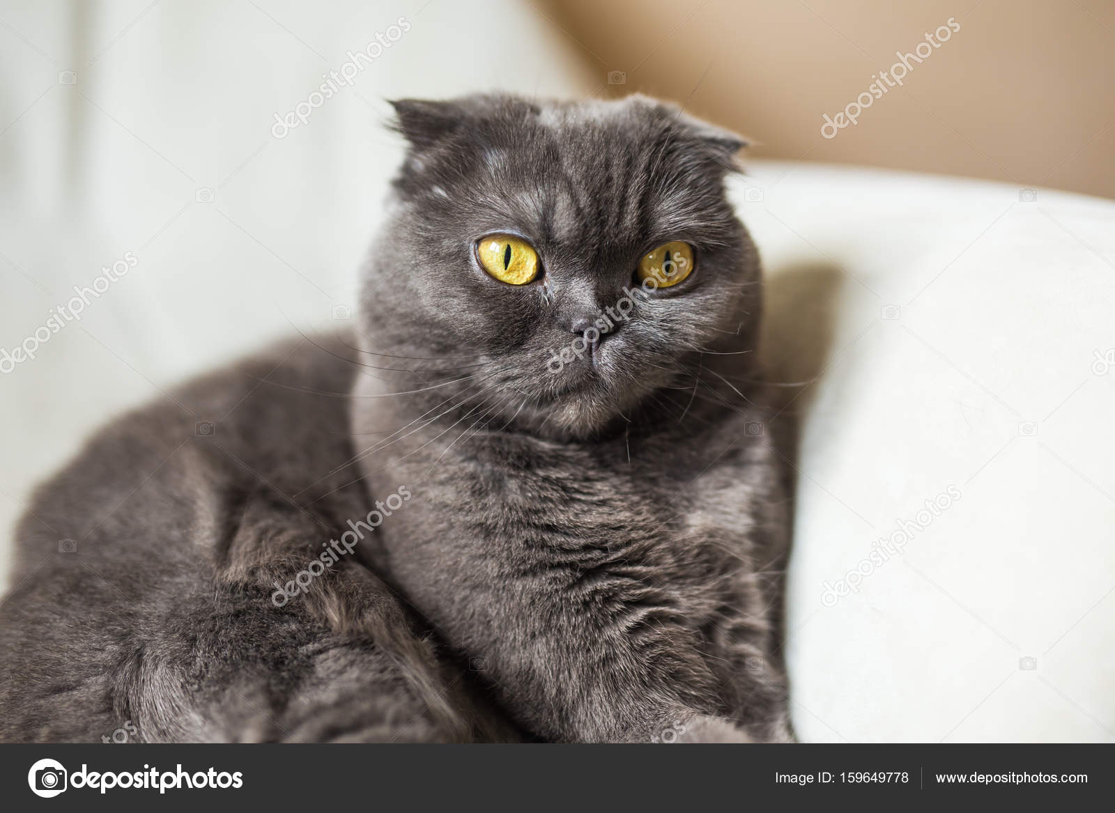 Mignon Scottish Fold Chat Gris Aux Yeux Jaunes
