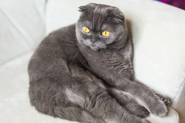 Lindo gato gris pliegue escocés con ojos amarillos — Foto de Stock