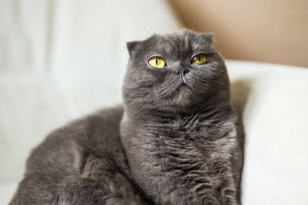 Roztomilý scottish fold šedá kočka se žlutýma očima — Stock fotografie