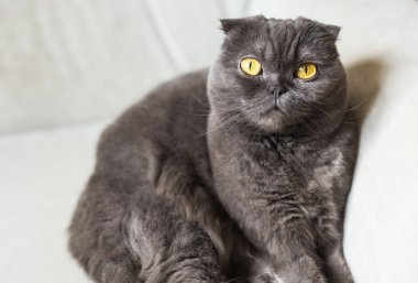 Şirin scottish fold sarı gözlü Gri kedi