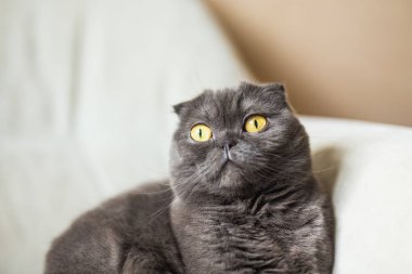 Şirin scottish fold sarı gözlü Gri kedi