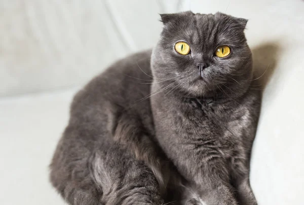 Roztomilý scottish fold šedá kočka se žlutýma očima — Stock fotografie