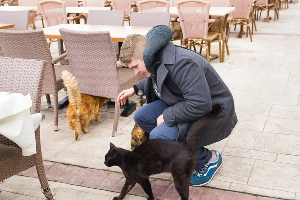 Evsiz kedi, evde beslenen hayvan ve hayvan kavramı - kediler okşayarak adam — Stok fotoğraf