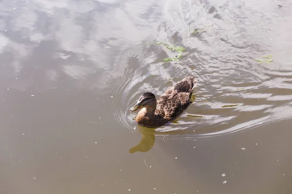 Pato selvagem nadando em um lago de montanha — Fotografia de Stock