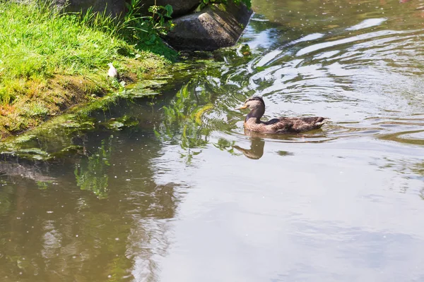 Pato selvagem nadando em um lago de montanha — Fotografia de Stock