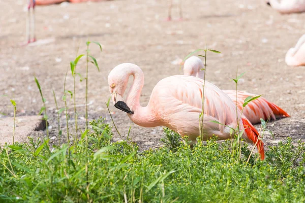 Grand Flamant rose, Beau grand oiseau rose, animal dans la nature habitat — Photo