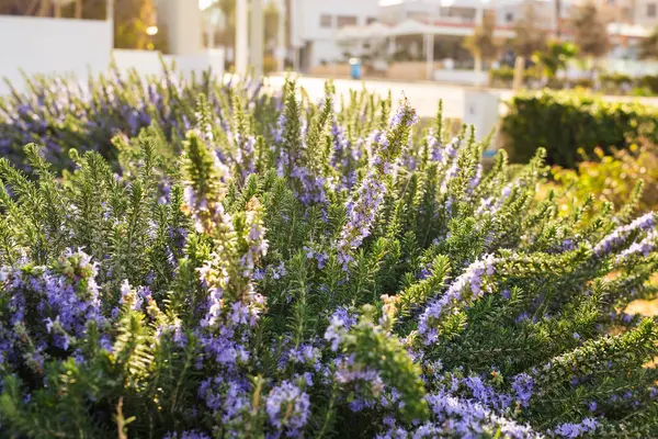 Lavender bushes closeup on warm sunset or sunrise. — Stock Photo, Image