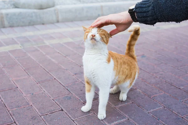 Concepto de gato, mascota y animales sin hogar - Hombre acariciando la cabeza de los gatos — Foto de Stock