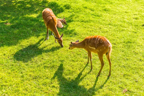 Avrupa Karaca capreolus çim yeme — Stok fotoğraf