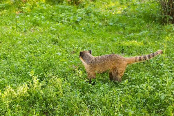 Amerika Selatan coati, Nasua nasua, di habitat alam. Hewan dari hutan tropis. Kehidupan liar pemandangan dari alam — Stok Foto
