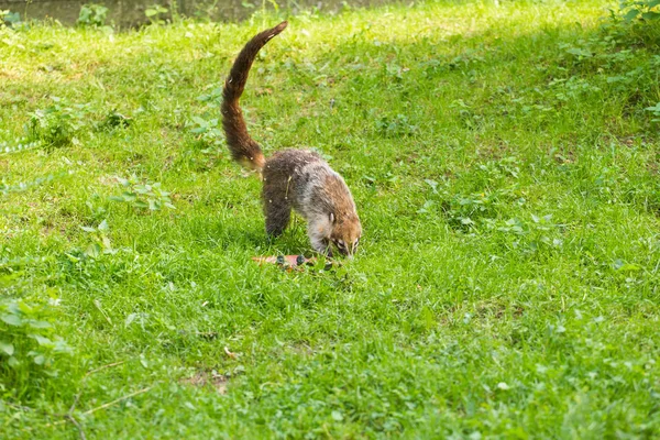 Coati sul-americano, Nasua nasua, no habitat natural. Animal da floresta tropical. Cena de vida selvagem da natureza — Fotografia de Stock