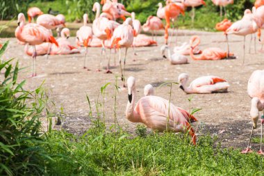 Grup flamingolar, çimenlerde dinlenme Flamingo.