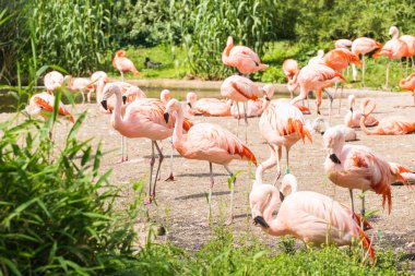 Grup flamingolar, çimenlerde dinlenme Flamingo.