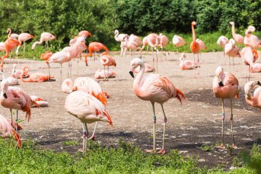 Grup flamingolar, çimenlerde dinlenme Flamingo.