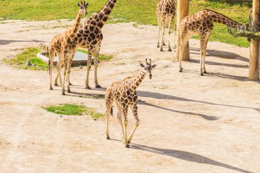 Zürafalar Hayvanat Bahçesi safari Park. Sıcak güneşli güzel vahşi hayvanlar