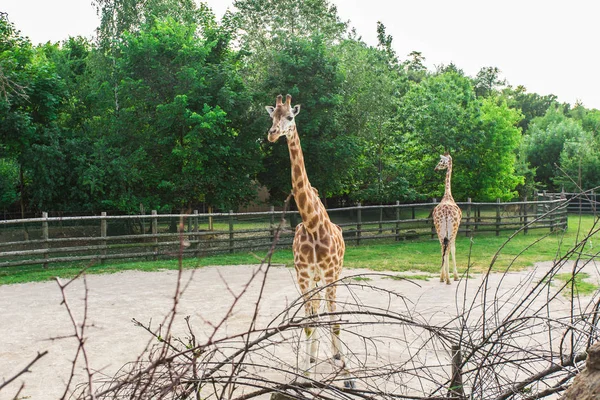 Zürafalar sürüsü hayvanat bahçesinde