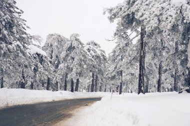Ağaçlarda kar olan kış ormanı