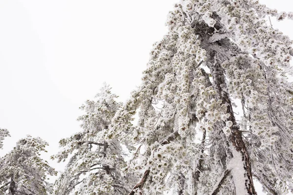 Vinterskog med snö på träd — Stockfoto