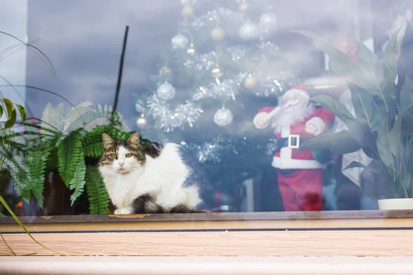 Kot z choinki i santa claus postać zza okna sklep w mieście — Zdjęcie stockowe