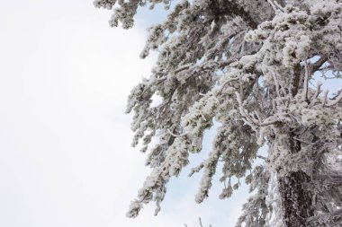 Ağaçlarda kar olan kış ormanı