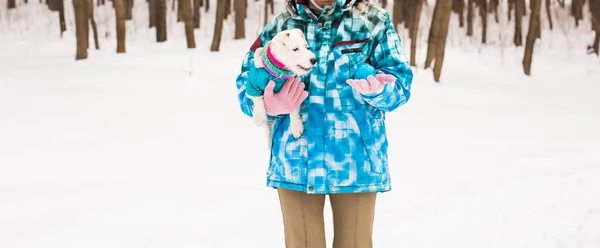 Jack Russell Terrier. Pies gra w winter park. Koncepcja dla zwierząt — Zdjęcie stockowe
