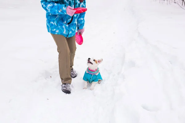 Dog Jack Russell Terrier jogando no parque de inverno — Fotografia de Stock