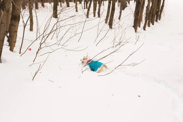Собака Джек Рассел Терьер играет в зимнем парке — стоковое фото