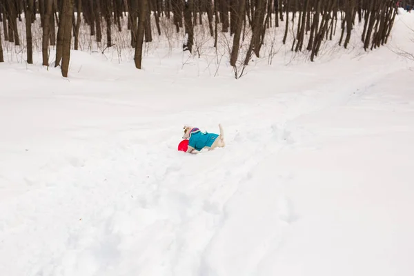 Собака Джек Рассел Терьер играет в зимнем парке — стоковое фото