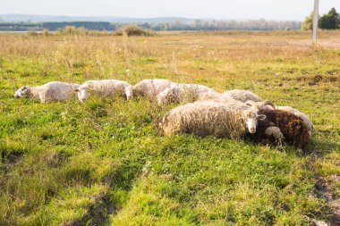 Tarım, koyun bir çayırda otlatmak.