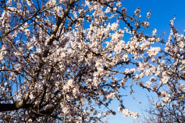 Bahar, çiçekli ve doğa kavramı - güzel badem çiçekleri