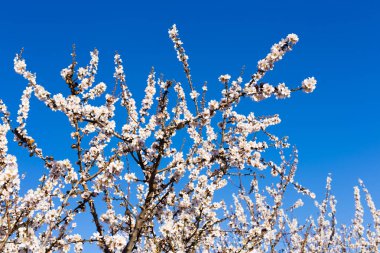 Bahar, çiçekli ve doğa kavramı - güzel badem çiçekleri