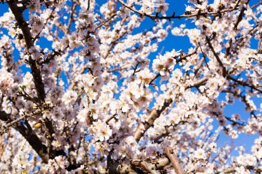 Bahar, çiçekli ve doğa kavramı - güzel badem çiçekleri