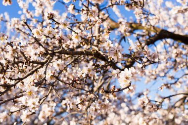Bahar, çiçekli ve doğa kavramı - güzel badem çiçekleri