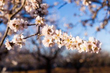 Bahar, çiçekli ve doğa kavramı - güzel badem çiçekleri