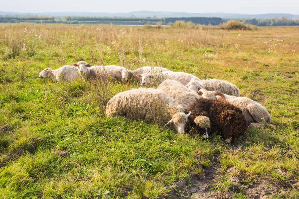 Agriculture, pâturage de moutons dans une prairie — Photo