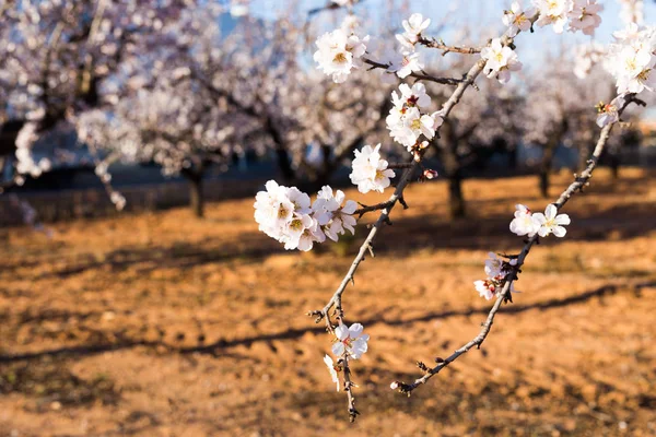 Tavaszi virágzás és a természet koncepció - mandula a szép virágok — Stock Fotó