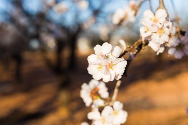Bahar, çiçekli ve doğa kavramı - güzel badem çiçekleri
