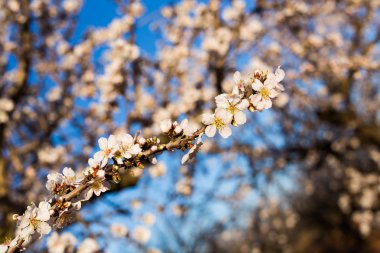 Bahar, çiçekli ve doğa kavramı - güzel badem çiçekleri