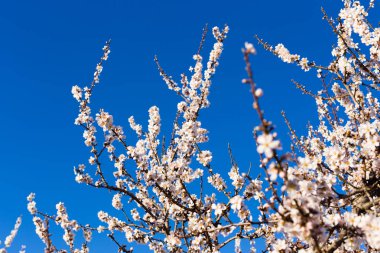 Bahar, çiçekli ve doğa kavramı - güzel badem çiçekleri