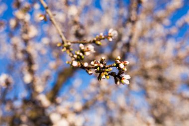 Bahar, çiçekli ve doğa kavramı - güzel badem çiçekleri