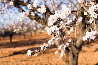 Bahar, çiçekli ve doğa kavramı - güzel badem çiçekleri