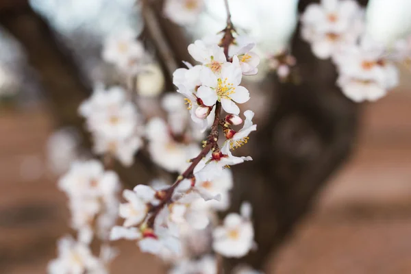 Primavera, fioritura e concetto di natura - bellissimi fiori di mandorlo — Foto Stock
