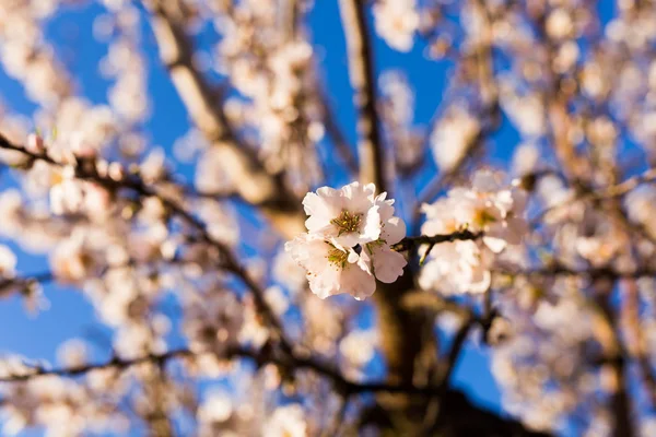 Concepto de primavera, floración y naturaleza - hermosas flores de almendras —  Fotos de Stock