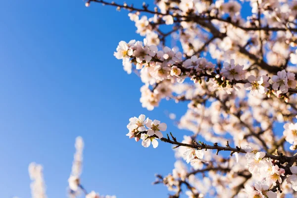 Concepto de primavera, floración y naturaleza - hermosas flores de almendras —  Fotos de Stock